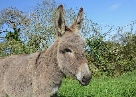 STORIES FOR EASTER Hazey Rose has written three lovely stories about Starlight the donkey, for you, for Easter.