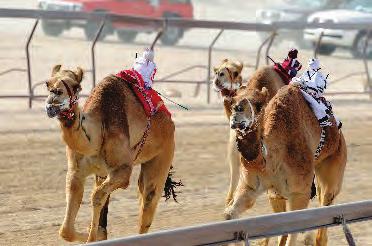 Traditional Sports: For centuries, desertdwelling Bedouin (see p. 14 of Political and Social Relations) raced camels across the desert for sport.
