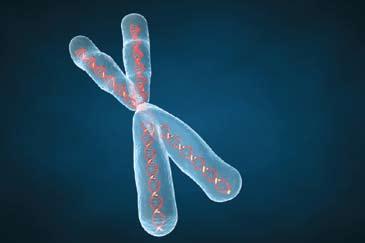DNA, RNA and chromosomes 19 DNA, or deoxyribonucleic acid, is a remarkable substance.