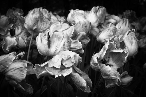 PHOTO OF THE WEEK Sulking Tulips - Cheryl Bezuidenhout THOUGHT OF THE WEEK For I am with you,