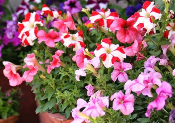 Spring Flower Sale Spring is coming! And your yard is in need of an update. Euless First is here to help. We will be holding our 7th annual Spring Flower Sale on Saturday, April 14th.