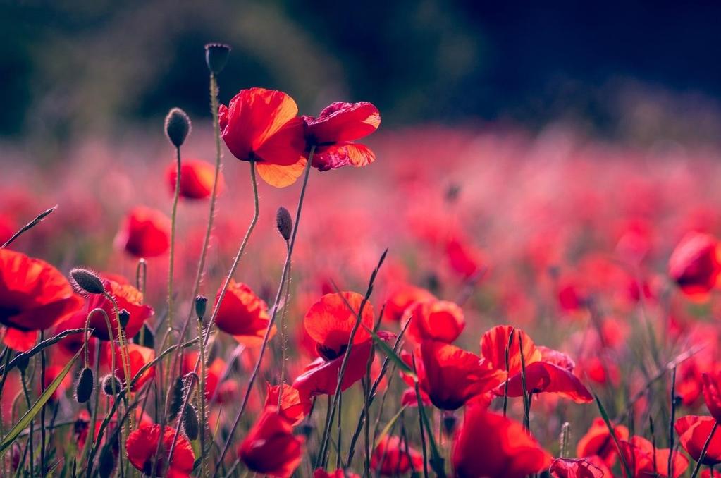 Greater Love Ever since the Armistice Treaty in 1918 annual services of Remembrance have given thanks to God for the freedoms we enjoy and that were won at so high a price; the lives of 16 million