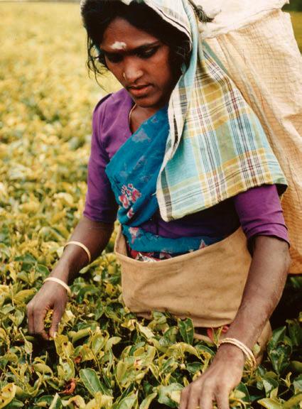 com /fair_trade_ church.htm) Fairtrade Tea A Human Story Thamara Weerasena (43) is married to Sugath Nuwarage (52) and they own a tea farm in Sri Lanka.