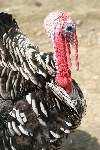 The Box City Bulletin Page 5 Turkey ANNOY TEMPERAMENTAL The turkey was named in error. When the early settlers arrived in America, they saw a wild fowl that reminded them of the guinea fowl of Turkey.