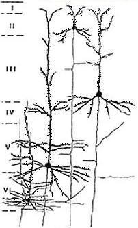 A possible neural mechanism: background Layer 2 Different types of neurons are located in the different layers of the gray matter.