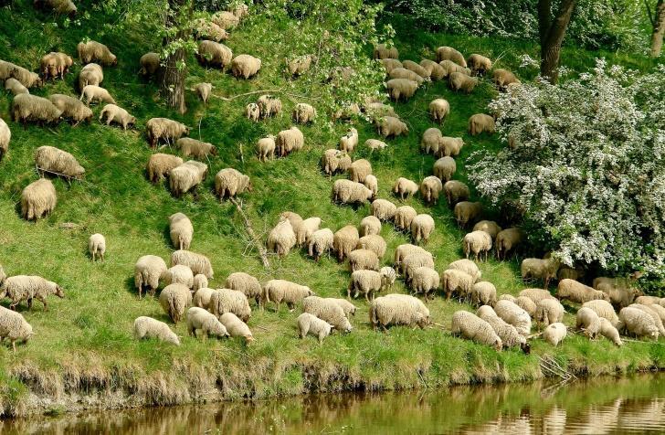 Psalm 23 The Amplified Version The Lord is my Shepherd [to feed, to guide and to shield me], I shall not want. He lets me lie down in green pastures; He leads me beside the still and quiet waters.