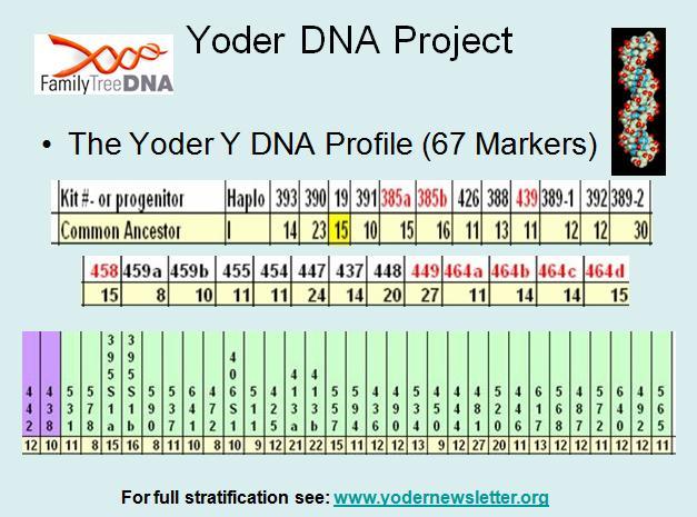 Yoder DNA Project On this chart you ll see the Common Yoder Y DNA profile measured at the 67 marker level.