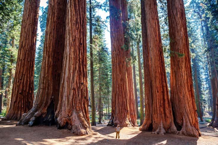 Intertwined in Christ A Letter From Fr. John Jordan Some of you know that I m obsessed with Giant Sequoia trees. These trees fascinate me.