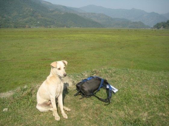At north end of Phewa Lake, a dog started following me.