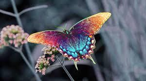 21 By counting the colors on the wings of a butterfly?