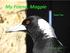 My Friend, Magpie. Book Two. By William Loader