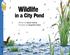 Wildlife. in a City Pond. Written by Ashish Kothari Illustrated by Sangeetha Kadur