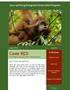 Code RED An e-newsletter from your friends in West Kalimantan. Gunung Palung Orangutan Conservation Program. In This Issue: Primate
