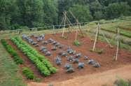 God s Work-Our Hands-Garden In order to make a difference in the lives of hungry people, the Council has approved using a portion of Immanuel s grounds as a place to grow food that will go to feed