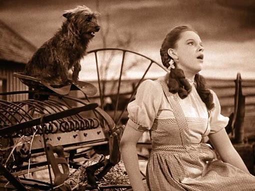 her little dog, Toto. Envision munchkin land and the yellow brick road.