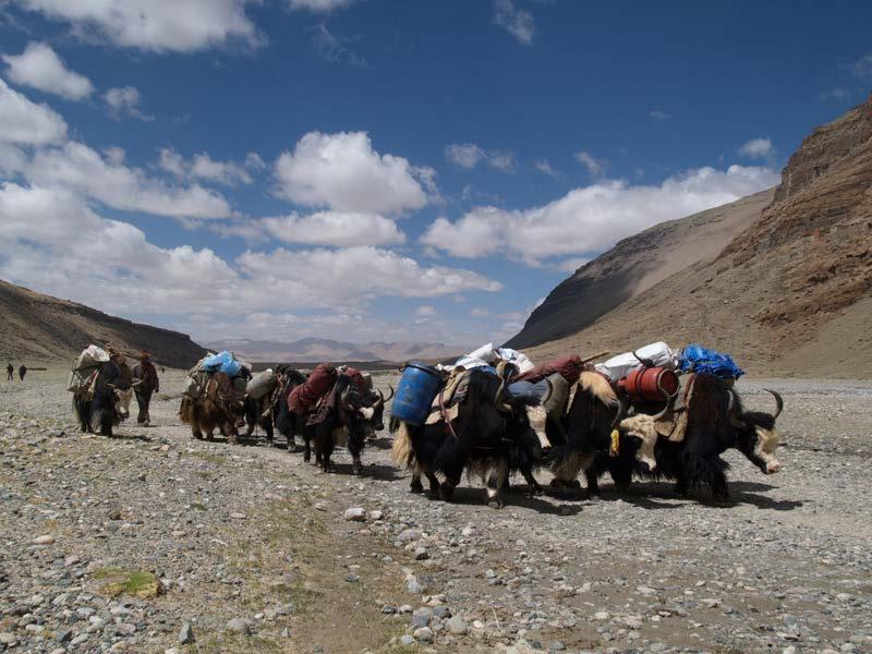 healthy trekking meals. The gear will be carried by a train of yaks, with each pilgrim carrying a light day pack.