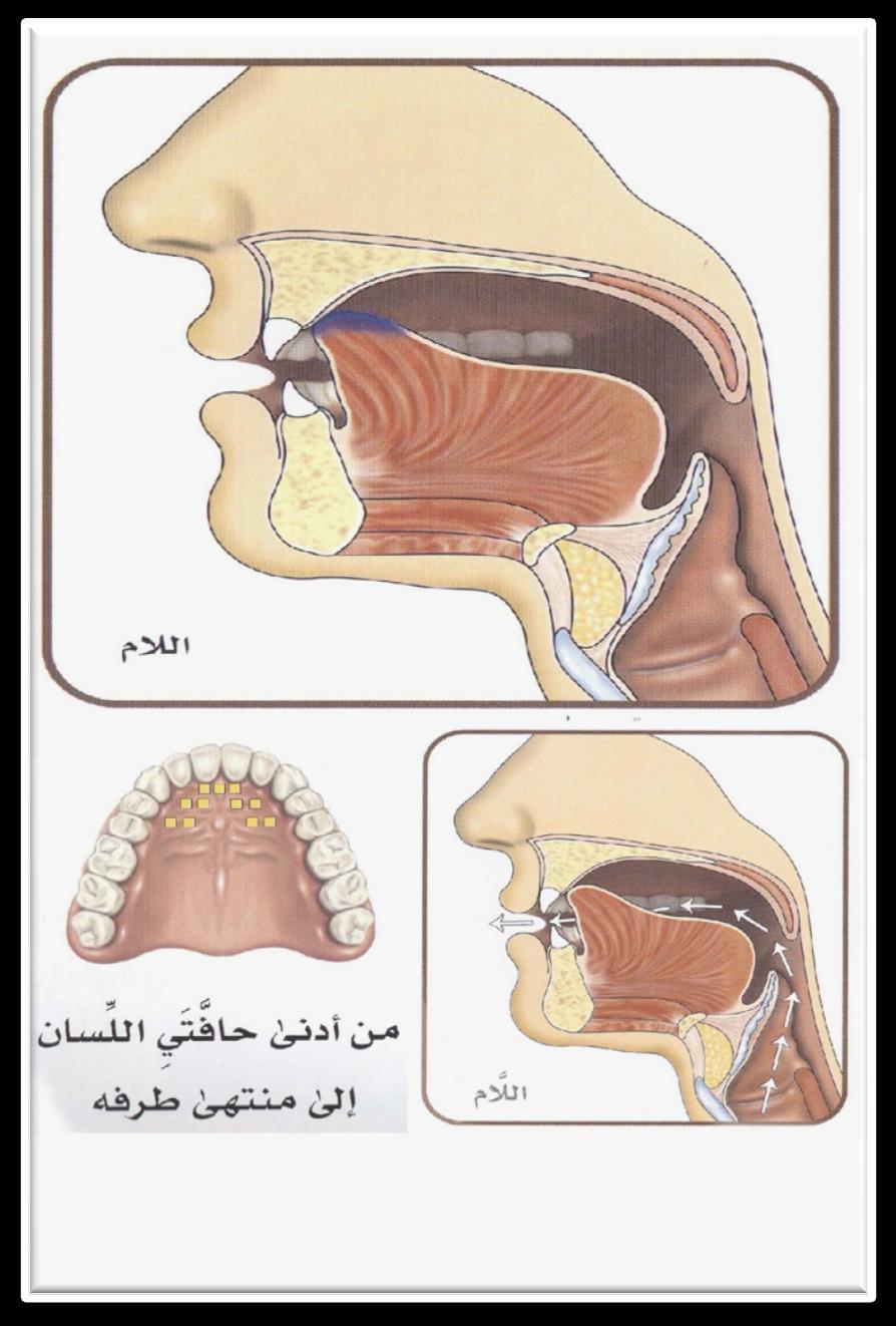 ل )الم( ) L Lām ( One of the Liquid letters (Al-Huruf Al-Dhawlaqiyyah). The sound comes when the upper portion of the left side of the tongue touches the root of the upper incisors.