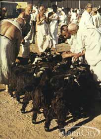 A sacrifice is now required for the pilgrim performing Hajj al- Tam attu or Hajj al-qiran. The choice of the anim al is either a sheep, or 1/ 7th of a cow or a cam el shared with other people.