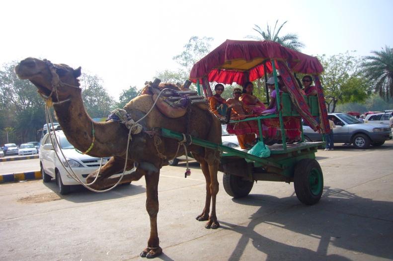 I felt Agra City is quite unique, they use a lot of electronic Van and CNG for Buses and Rikshok. Even it is far from Rajasthan there also has Camel. We were very excited to ride Camel Car.