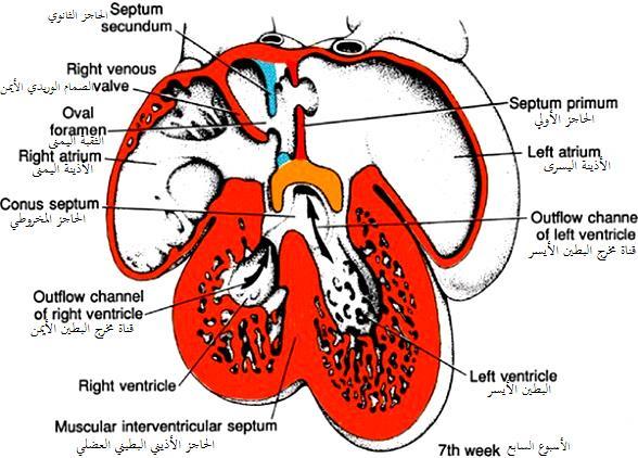 تكوين الحاجز بين البطينين ventricles يتألف يبدأ البطينان األوليان بالتوسع في نهاية األسبوع الرابع ويتحقق ذلك باستمرار نمو العضلة القلبية من الجانب الخارجي واستمرار نمو الترابيق من الداخل )الشكل 75(.