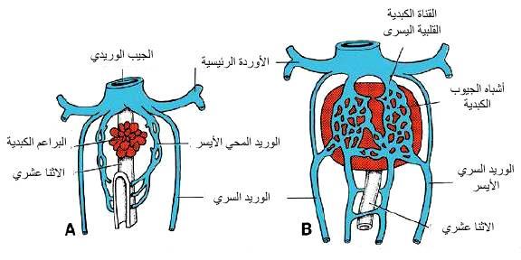 تنمو الحبال الكبدية إلى داخل الحاجز مشكلة الجيوب الكبدية )الشكل 86( ونتيجة التحول نحو األيمن يتضخم الوريد المحي األيمن.