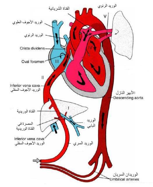الشكل 88: الدوران الجنيني قبل الوالدة )األسهم( تبين اتجاه دوران الدم.