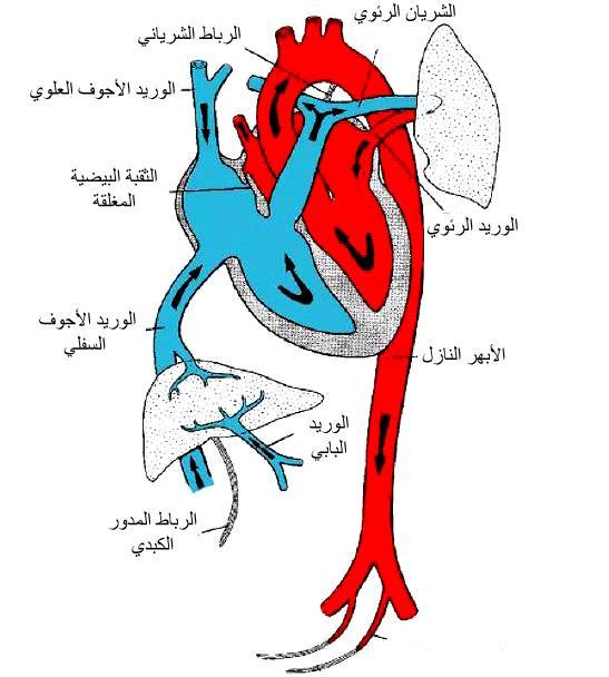 الشكل 89: الدوران الدموي البشري بعد الوالدة. الحظ التبدالت التي تحدث كنتيجة للتنفس وانقطاع الدوران الدموي المشيمي. تشير األسهم إلى اتجاه دوران الدم.