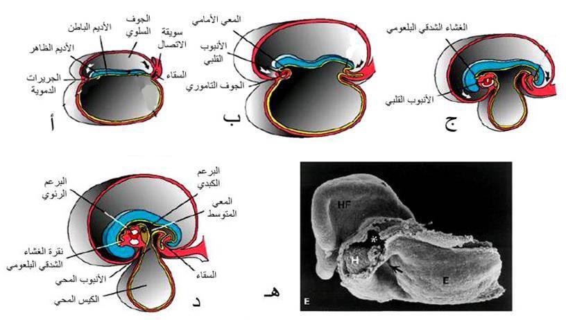 الشكل كككككك 61: أشكال تظهر أثر النمو السريع للدماغ على توضيع القلب. ففي البدء تكون المنطقة المولدة للقلب والجوف التاموري أمام الغشاء الشدقي البلعومي.
