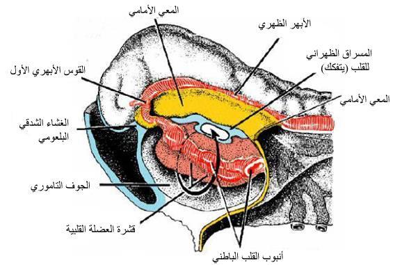 الشكل 62: النهاية الرأسية لجنين جسيدي باكر تطور باطن األنبوب القلبي وتبارز الطبقة الكاسية )الغالفية( في الجوف التاموري. وتتفتت طبقة المسراق الظهراني للقلب.