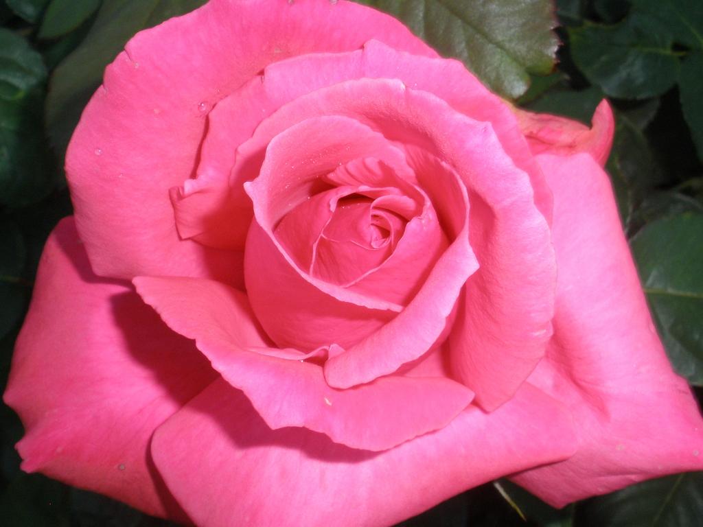 HEALING INVOCATION TO THE ROSE FLAME OF LOVE In the name I AM that I AM we call to the rose flame of love to heal any tensions, irritations, dislikes of another, causes of separation from the whole