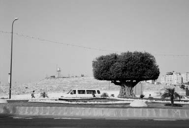 An ancient olive tree plucked from its agricultural home and replanted within a Star of David symbol in front of the Maale Adumim police station. Source: C. Seitz.