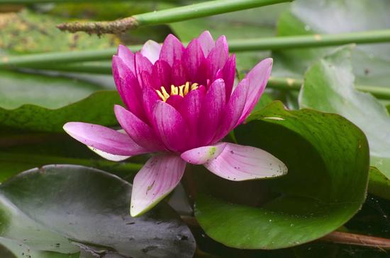 The ubiquitous lotus, the basis of virtually all ornament in India,