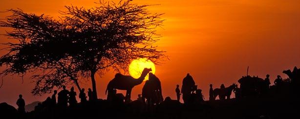 Royal Rajasthan A journey through the regal heritage of this vibrant desert state Camels at sunset near Pushkar DAY 1 DELHI Arrival. We are welcomed at the airport and transferred to our hotel.