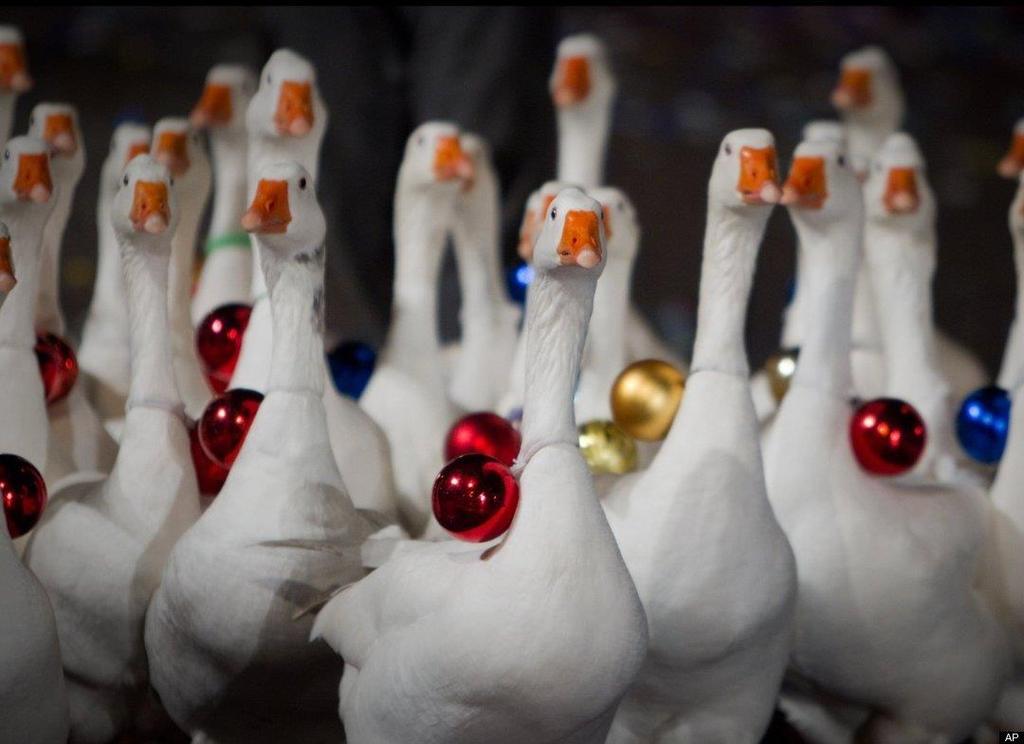 Madrid, Spain Geese with Christmas baubles tied to their necks are