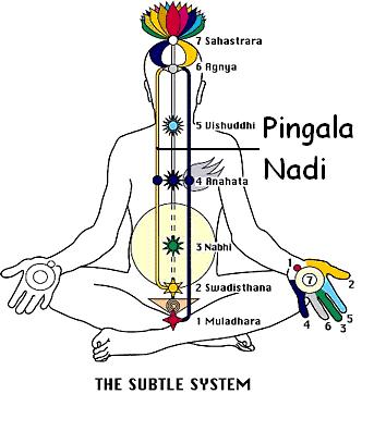 The 3 Channels Pingala Nadi (Sun Line, Right Channel) Qualities: rajo guna, future, supraconscious Gross expression: right sympathetic nervous system Place on hand: whole right