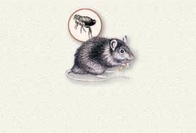 Vocabulary C Spread by rats carrying fleas, the deadly d known as the B