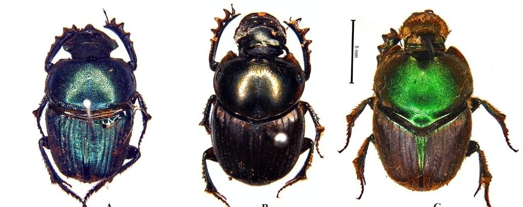 Journal of Entomology and Zoology Studies Fig 4: A. Phalops divisus (Wiedemann) ( ), B. Digitonthophagus gazella (Fabricius) ( ), C. Onthophagus (Pr.