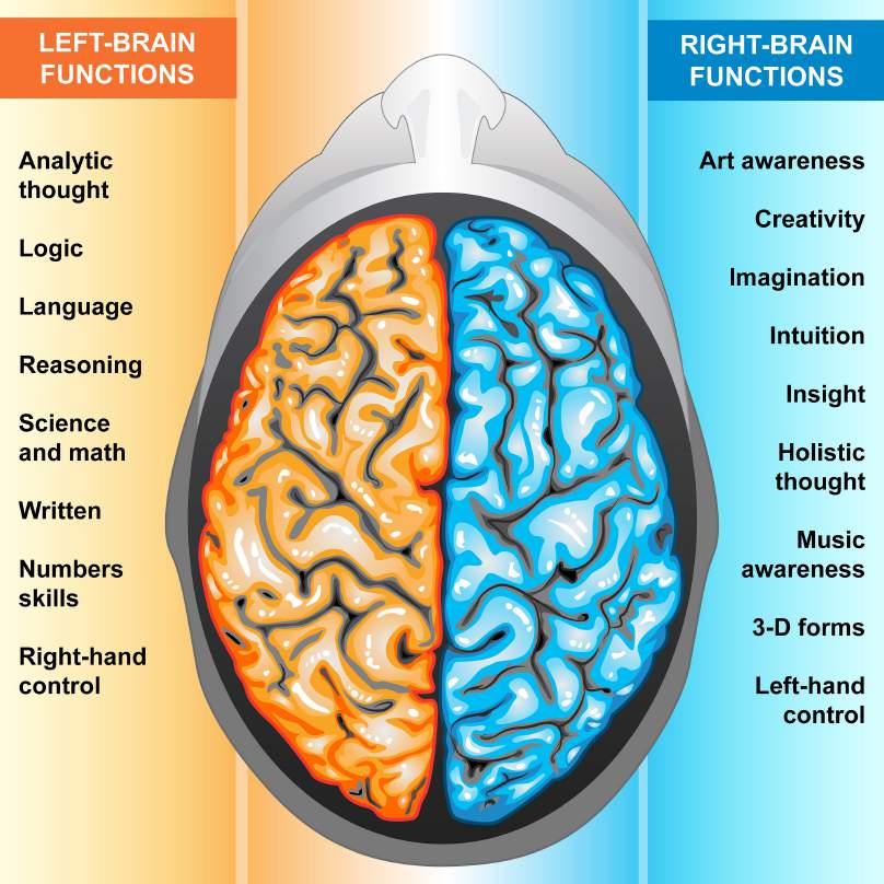 The human brain is a mystery whose solution is a focus of the world s top neuroscientists. Each hemisphere handles information differently.