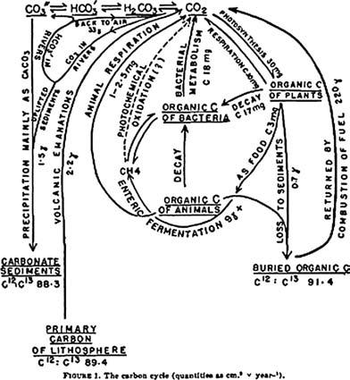 154 ) Chapter Seven Figure 17. G. Evelyn Hutchinson s carbon cycle. (From G. E. Hutchinson, Circular Causal Systems in Ecology, Annals of the New York Academy of Science 50 [1948]: 221 46.