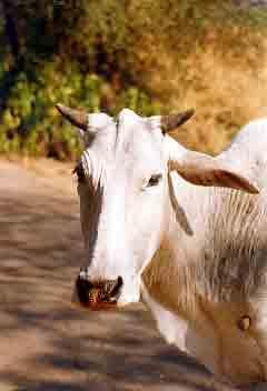 Sacred Animals and Ahimsa Cows are considered sacred to many Hindus Cows are the reincarnate