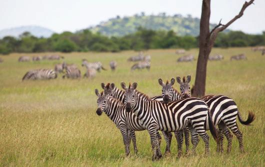 3 Question 2 Religion and Planet Earth Look at the photograph. It shows zebras in the Serengeti National Park, Tanzania. 0 6 What is conservation?