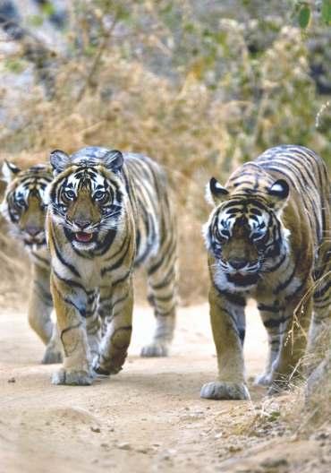 Wildlife Safaris Yet another layer of surprise awaits you with the jungles and tigers of India, which have enchanted throughout the centuries.