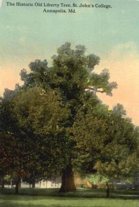 This was the famous Annapolis tree in Maryland. It was a tulip poplar whose lofty branches graced 96 feet high on the campus of St. John s College.