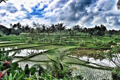 agriculture Rice Rice paddies Flooding of