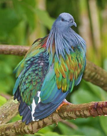 Kimberley Wild Nicobar Pigeon Caloenas nicobarica By Kate Austen Earlier this year, Bardi Jawi rangers from the Dampier Peninsula spotted an odd looking bird they suspected wasn t native.