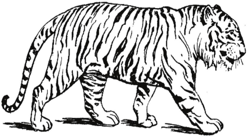 National Animal: Bengal Tiger Strength,