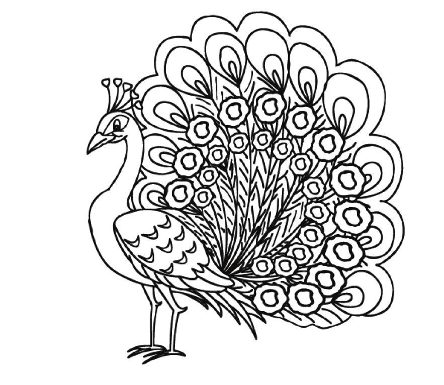 National Bird: Peacock Grace, Beauty