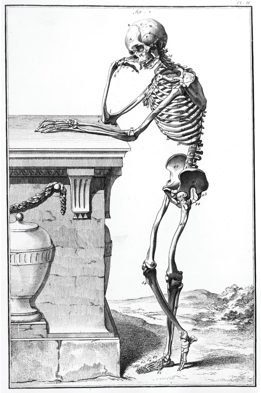Anatomy, one of the many illustrations included in Diderot s Encyclopedia, provided labels for each of the bones in an articulated skeleton that were then