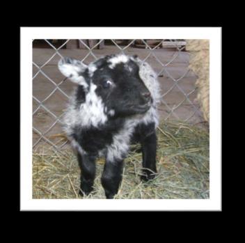 35 That same day he removed all the male goats that were streaked or spotted, and all the speckled or spotted female goats (all