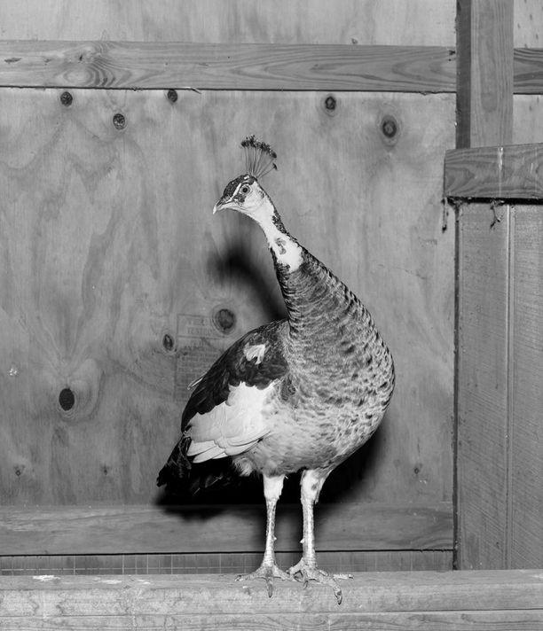 A peahen on Flannery O Connor s Andalusia Farm in
